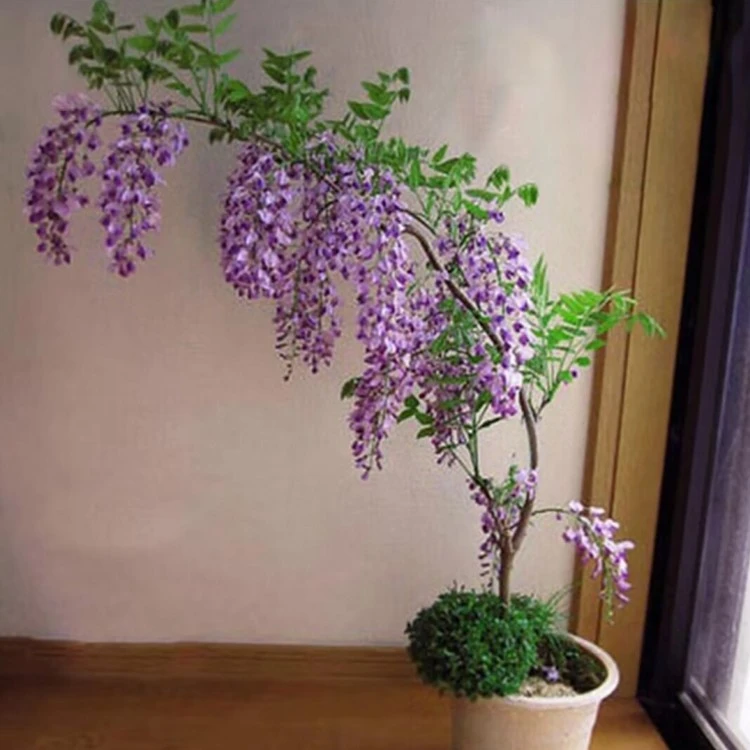 多花紫藤树苗庭院绿化苗木盆栽紫藤花苗爬藤本耐寒耐旱南北方种植