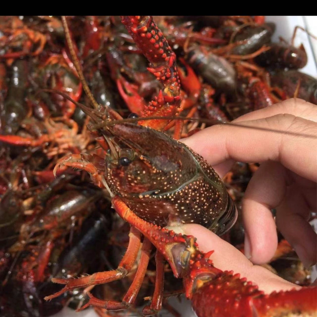 【胖姐海鲜】白洋淀淡水薄皮小青小龙虾3-5规格【鲜活发货】