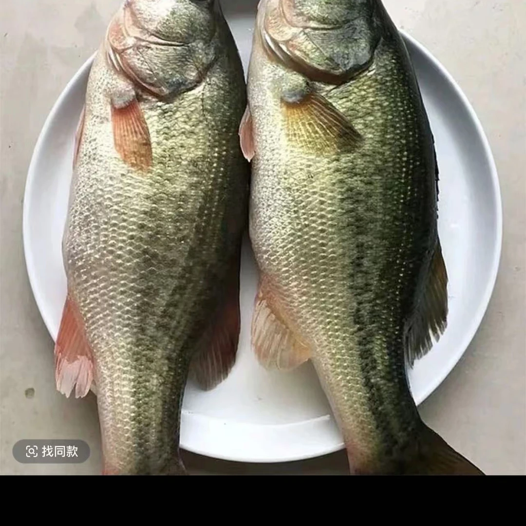 【胖姐】新鲜河鲈鱼现捞直发【保鲜不保活】
