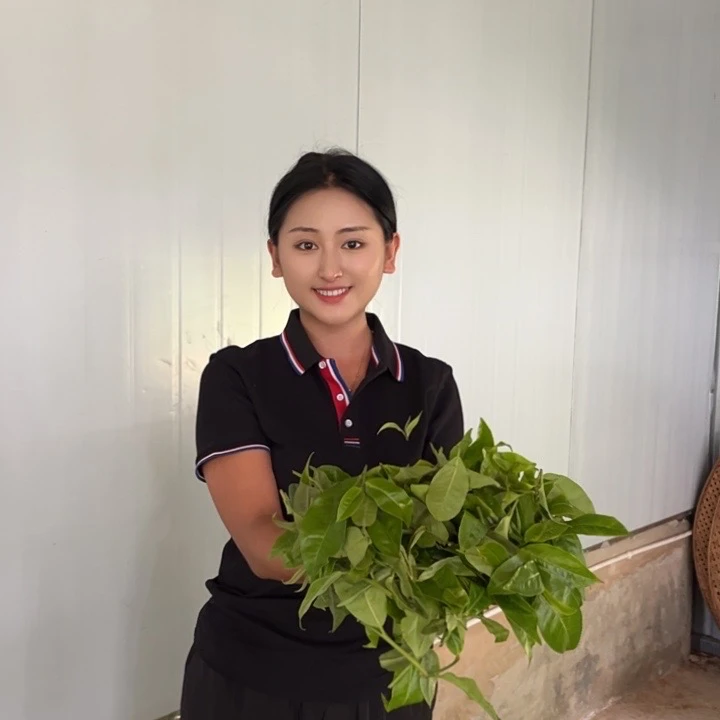 冰岛老寨81號2024大树秋茶混采