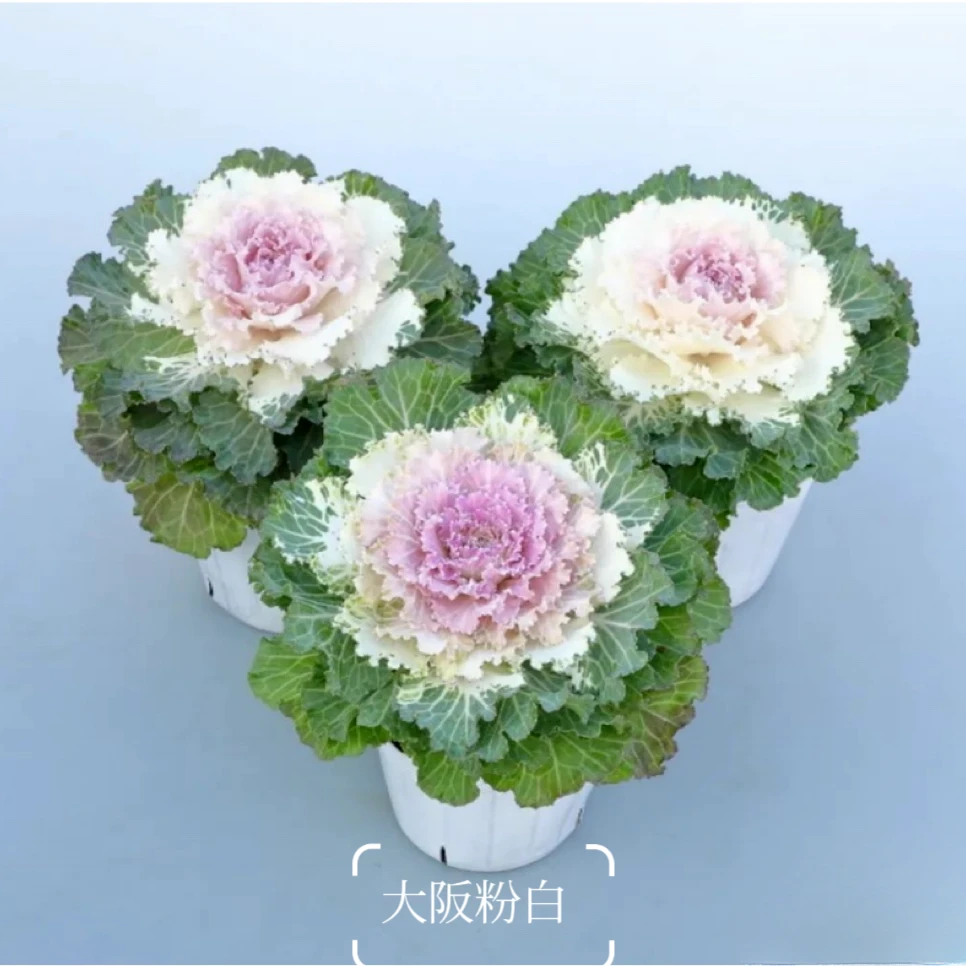 羽衣甘蓝盆栽绿植进口花卉冬日玫瑰叶牡丹耐寒庭院阳台好养易活