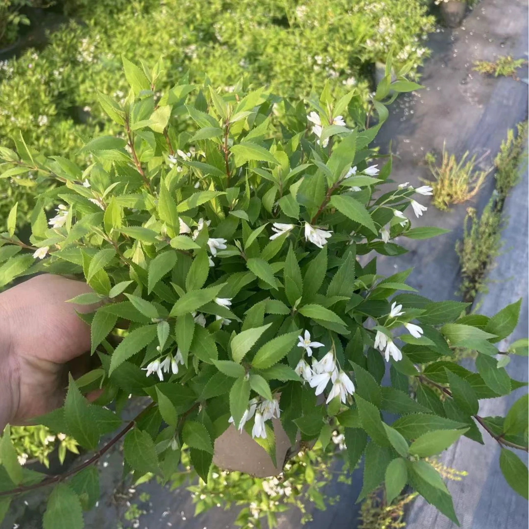 冰生溲疏雪樱花多年生花卉盆栽耐寒爆花花量大庭院阳台好养易活