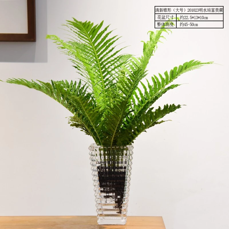 【爱格】富贵蕨植物盆栽室内耐阴好养蕨类绿植净化空气吸甲醛前台