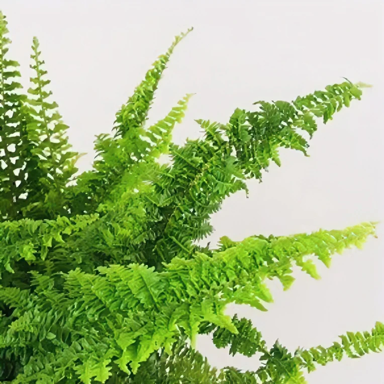 【爱格】玛丽莎蕨珊瑚蕨棉花糖盆栽观叶植物耐阴四季常青阳台庭院