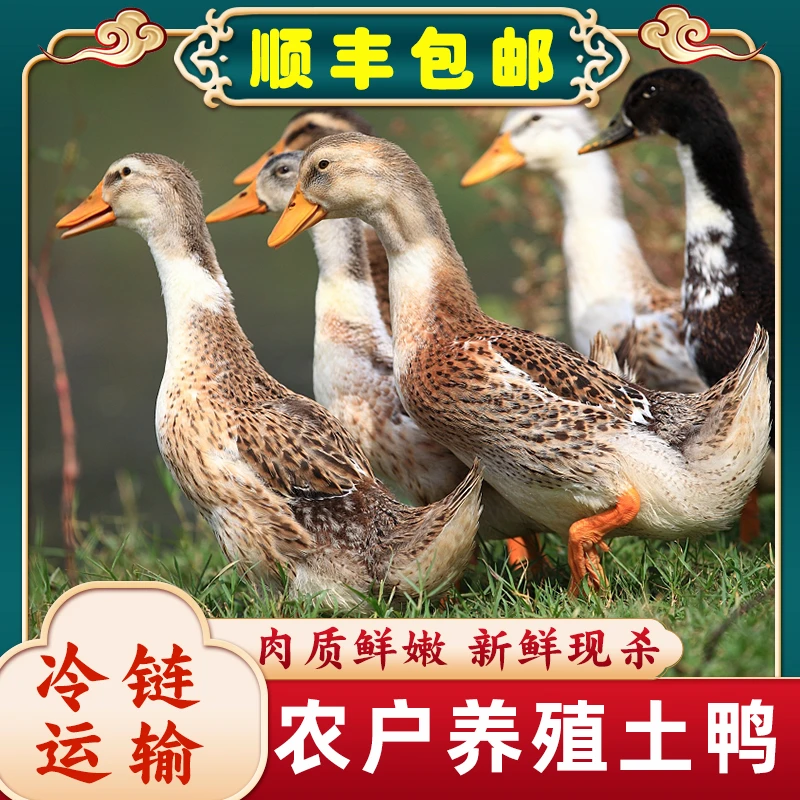 3只鸭子农家水塘鸭仔鸭共6斤左右净膛无鸭舌包邮