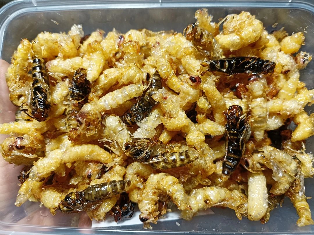 云南油炸蜂蛹1.2.3级