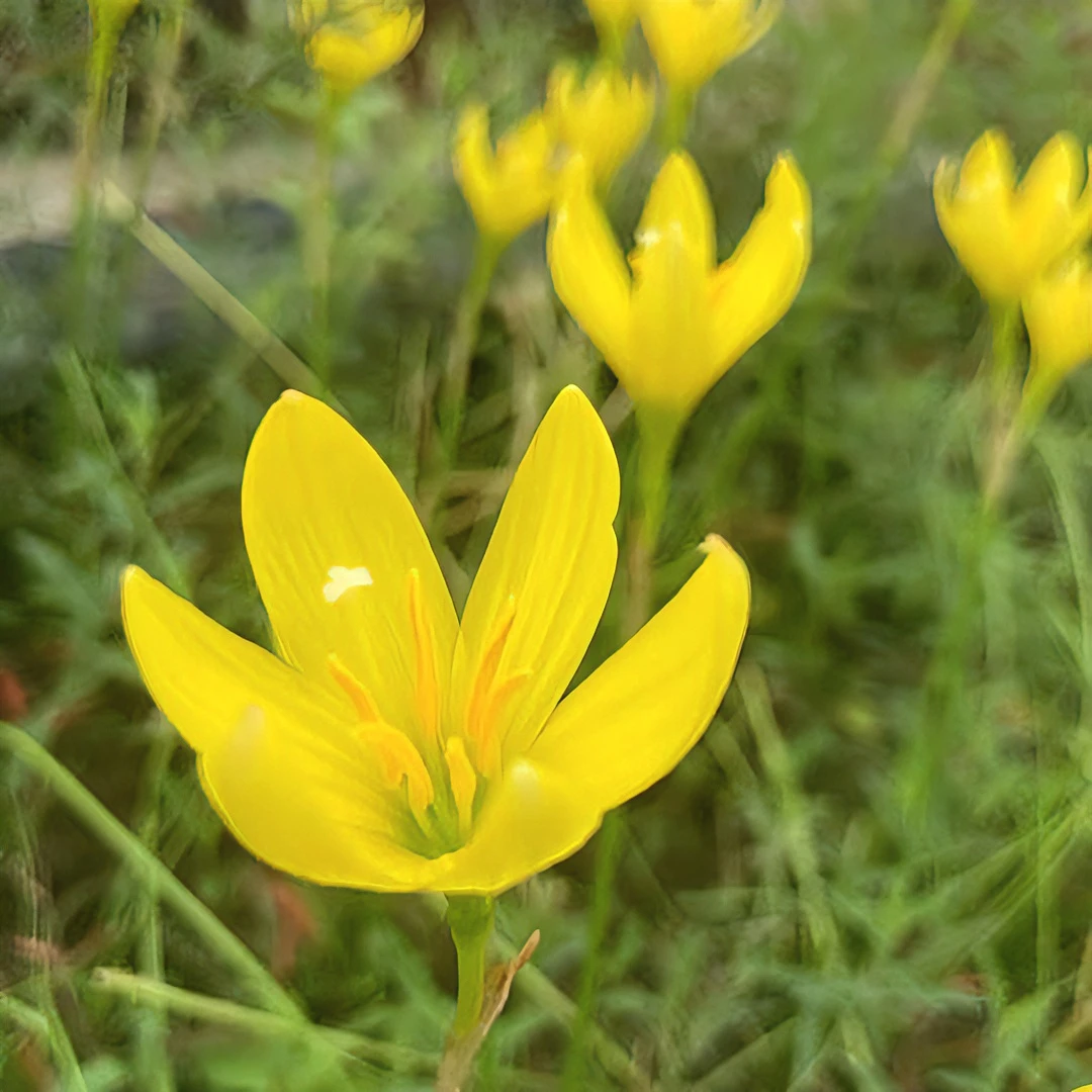 葱兰韭兰花风雨兰亮黄色多年生耐寒耐热耐旱耐阴四季盆栽地栽花卉