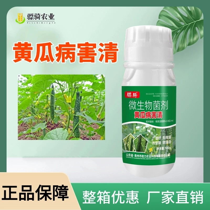 黄瓜病害清黄瓜微生物菌剂提苗壮棵提高抗逆性促花保果增产增收