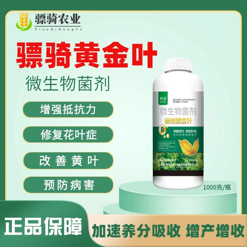 骠骑黄金叶增强抵抗力修复花叶症