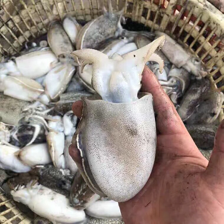 连云港海捕墨鱼到手4斤
