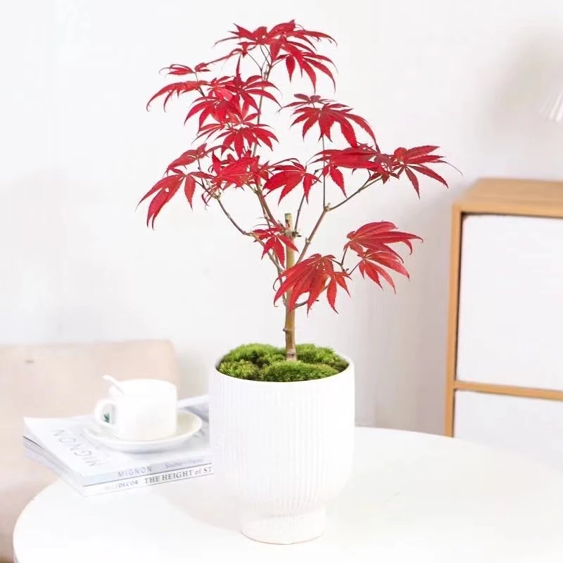 红枫盆栽花园主树网红精品茶桌办公桌阳台庭院四季变化家居枫树