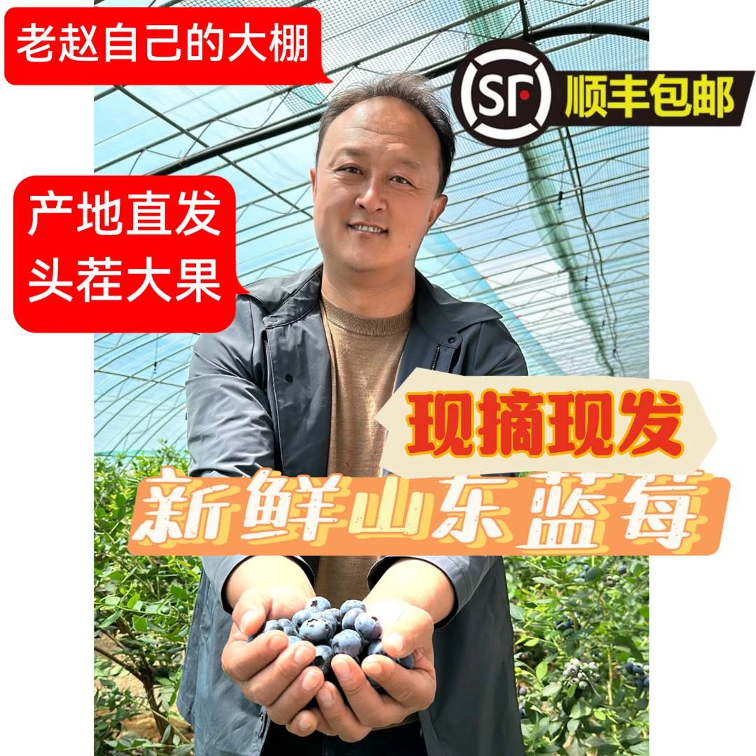 【老赵种的蓝莓】【京东顺丰发货】正宗新鲜山东蓝莓头茬果现摘现发