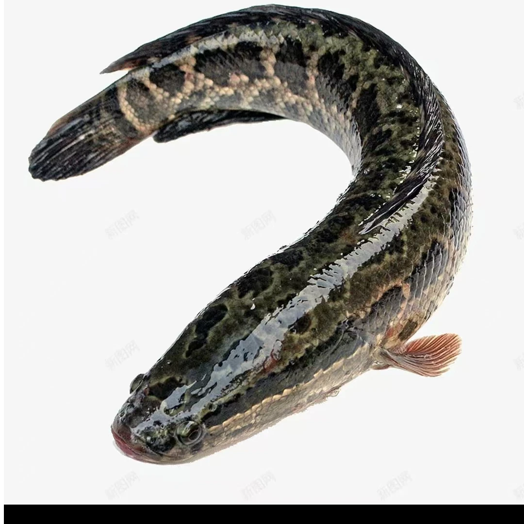 农家大塘黑鱼现场称重