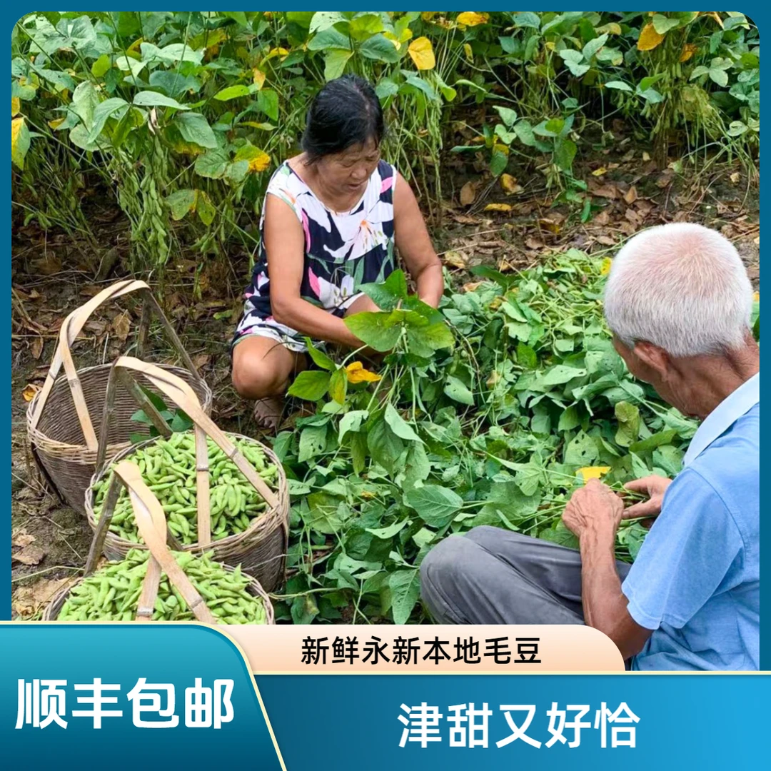 【现摘毛豆】江西永新毛豆乡巴佬助农0利润出售露天扁毛豆农家菜