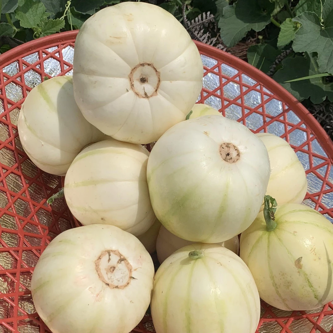 【顺丰】永新金瓜甜瓜露天香瓜农家自种现摘现发当季水果乡巴佬