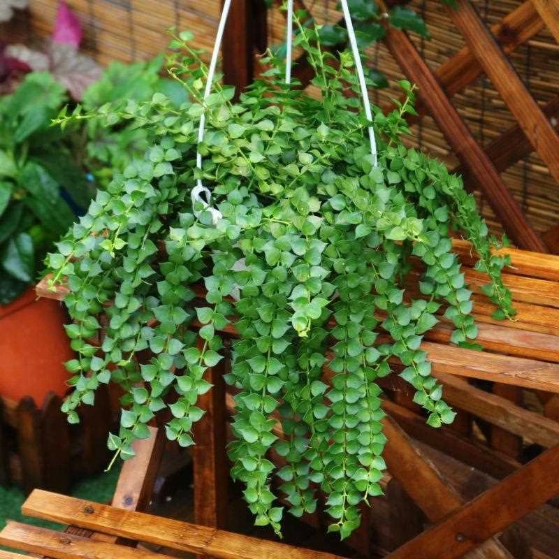 百万心吊兰植物室内垂吊千叶吊兰爱之蔓多肉吊兰悬挂绿植盆栽好养