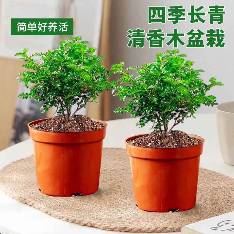 【拍一发二】清香木盆栽绿植清香木苗好养室内花卉花椒木绿植盆景观