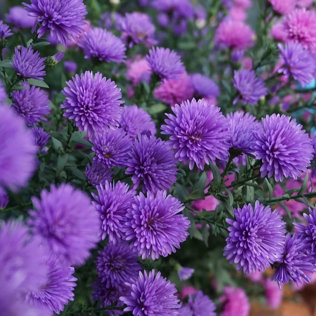 翠菊紫菀花 花期长花卉 多年生宿根植物 耐热耐寒花阳台庭院好养