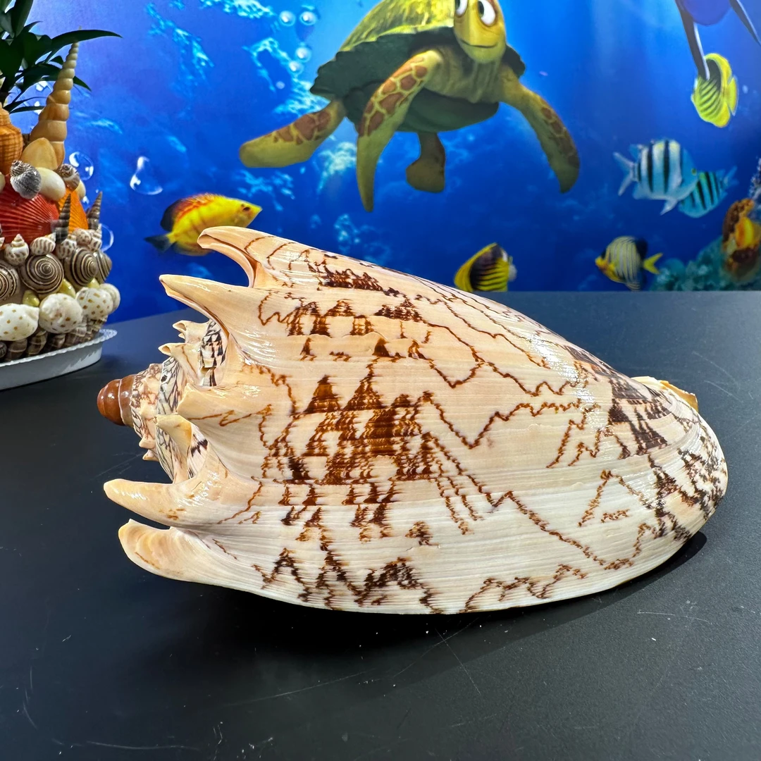 帝王涡螺  天然海螺 天然微瑕