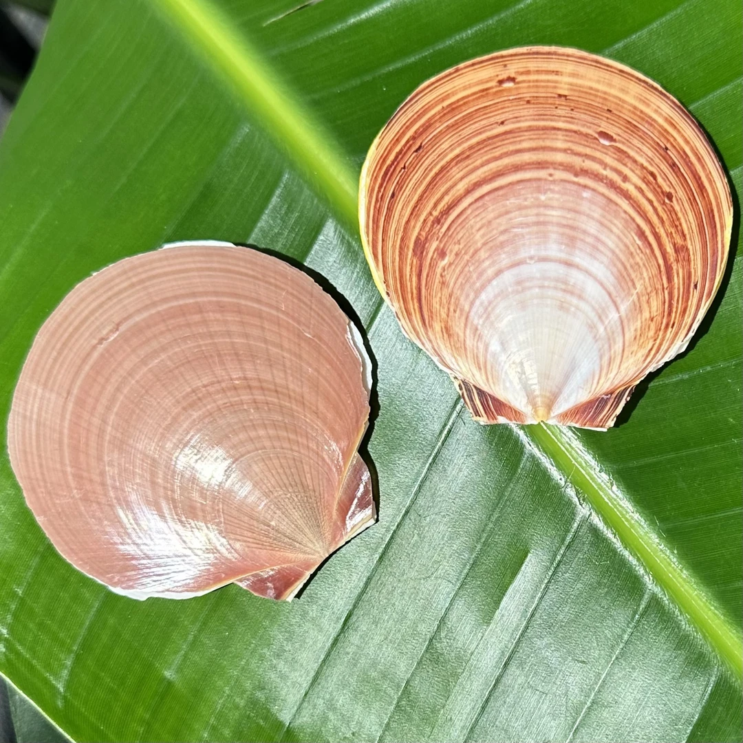 日月贝 尺寸：6.5-9cm 天然贝壳 天然微瑕