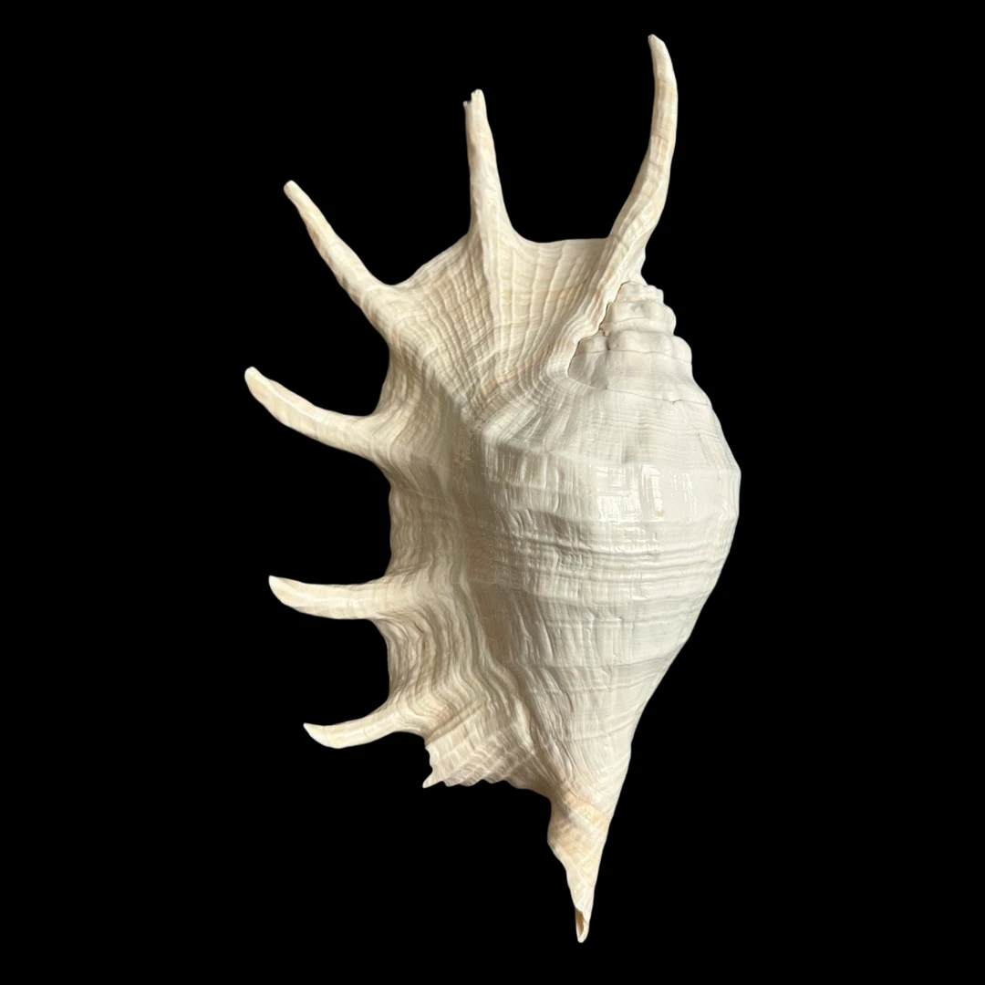 瘤平顶蜘蛛螺 尺寸：31-33cm 天然海螺 天然微瑕