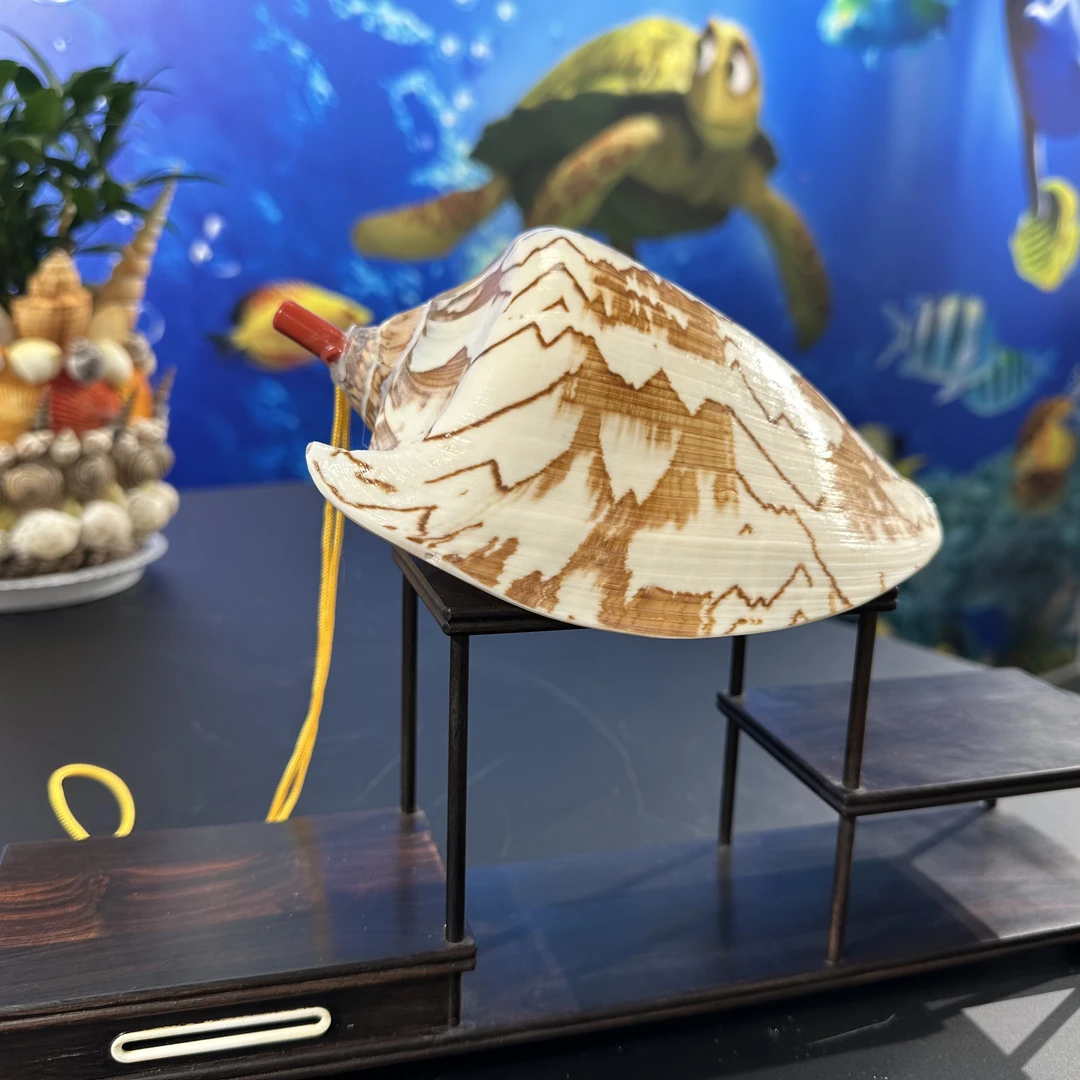 山水涡螺 尺寸：13-18cm 海螺哨子 可吹响 天然微瑕
