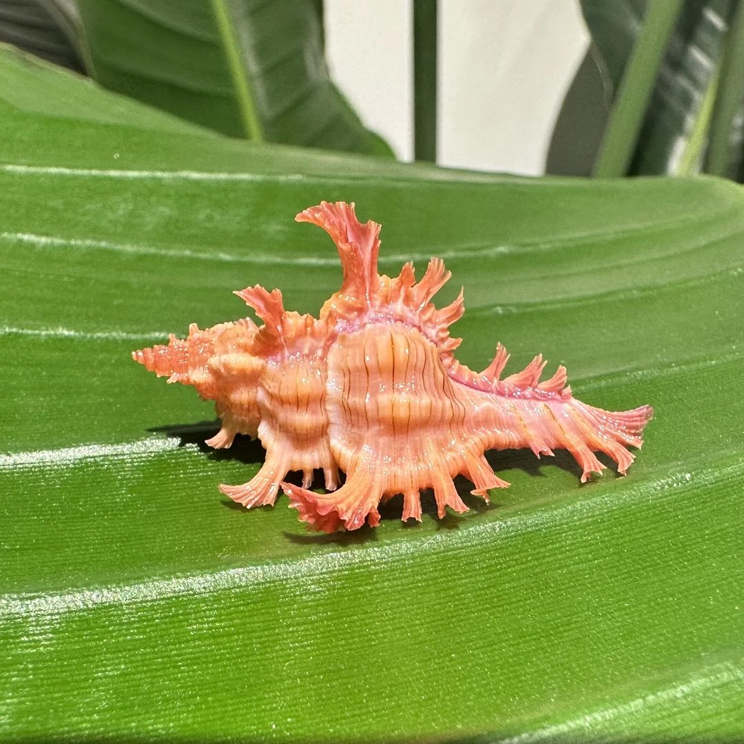 【蔷薇千手】尺寸：3-4cm 天然粉色小海螺 天然微瑕