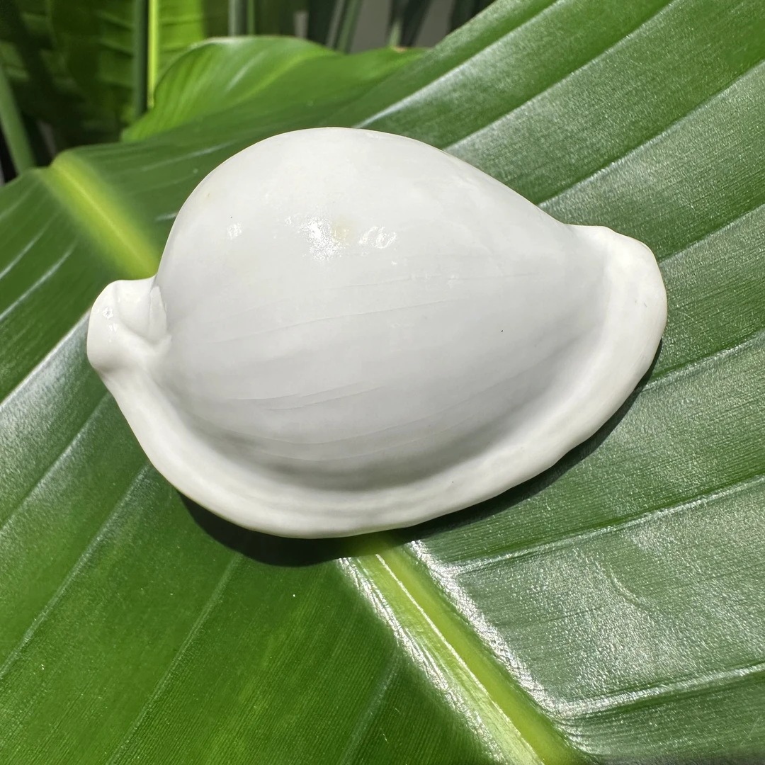 海兔螺 尺寸：5.5cm-8.5cm 印度太平洋天然海螺 天然微瑕