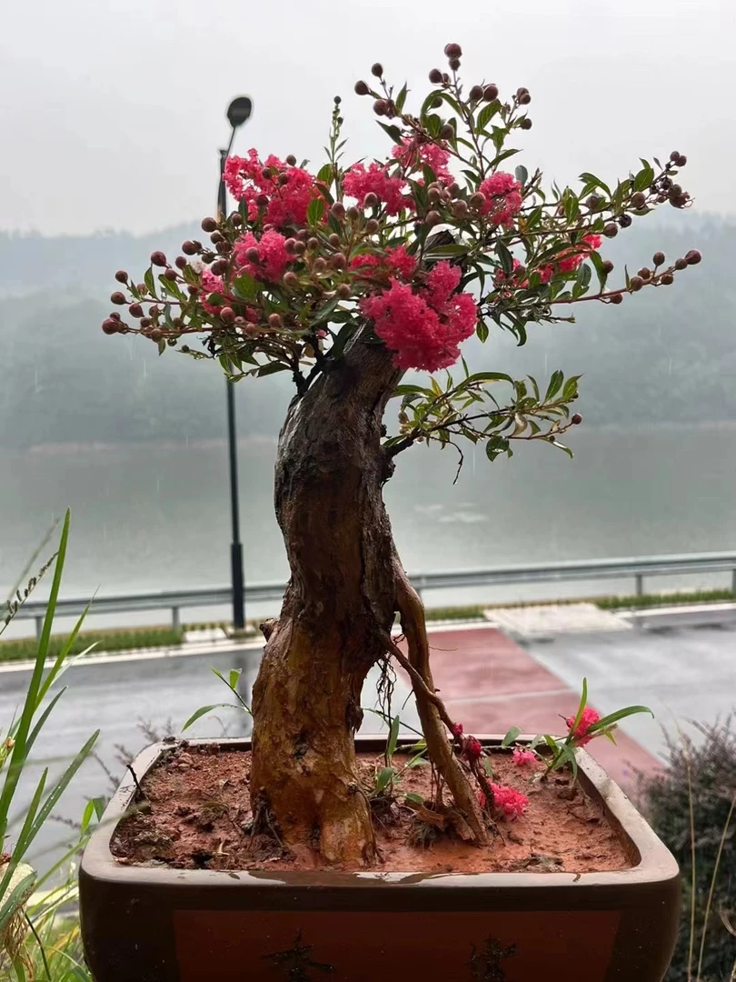 直播间一物一拍紫薇花金紫薇百日红红色盆景桩地栽