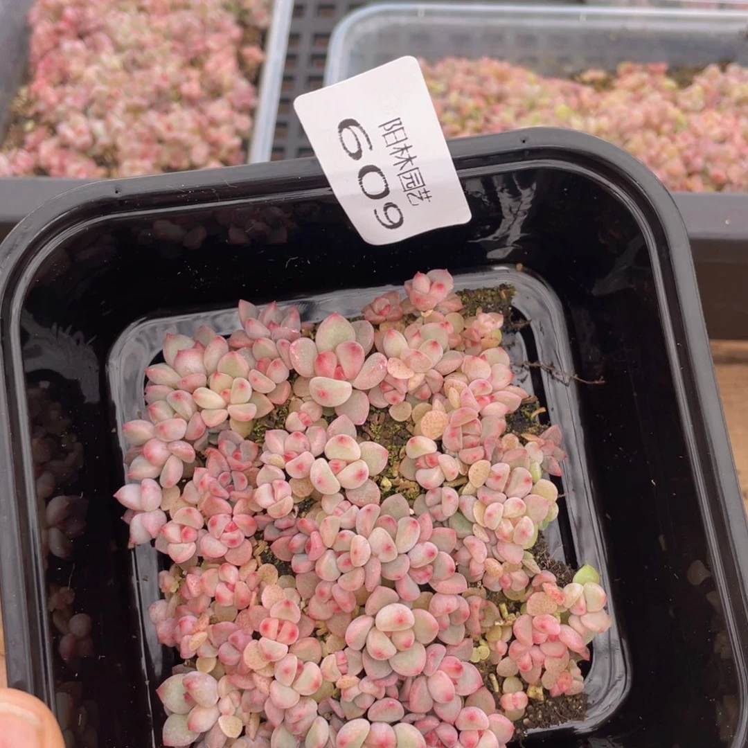 多肉植物多肉植物609