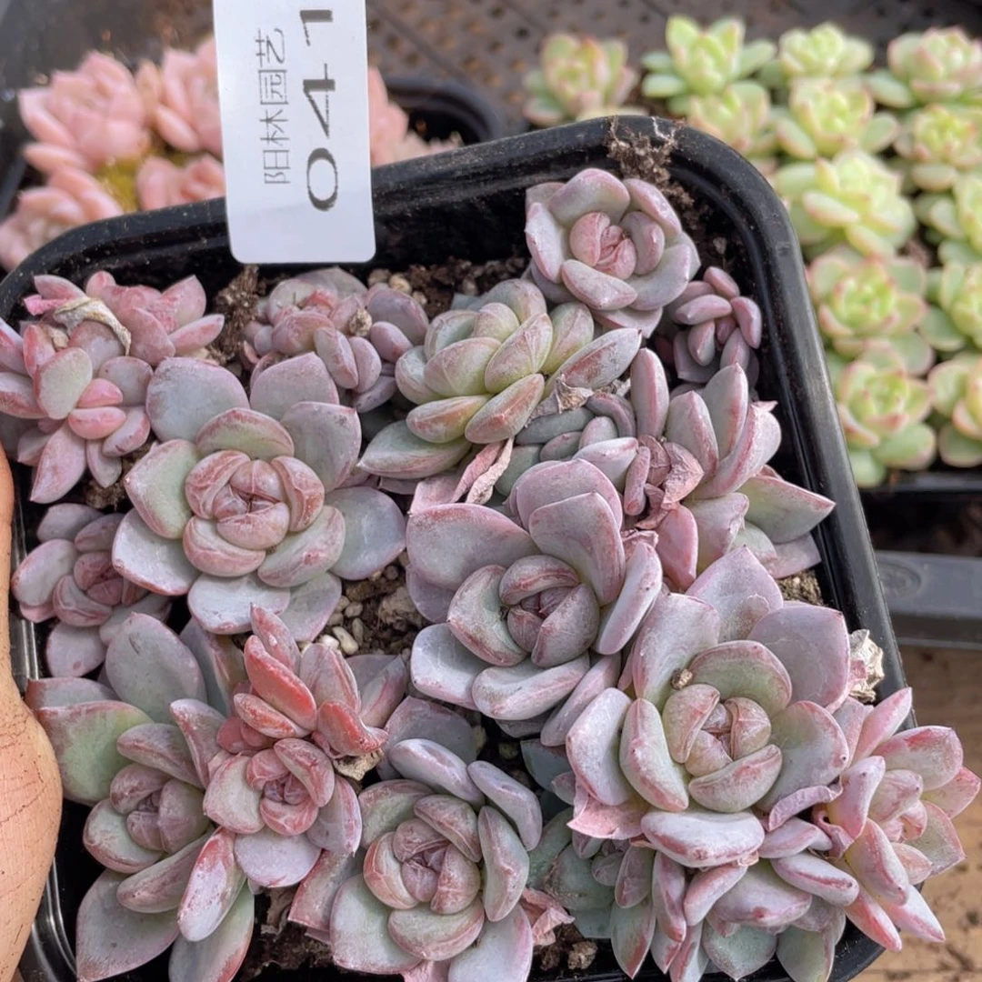 多肉植物多肉植物41