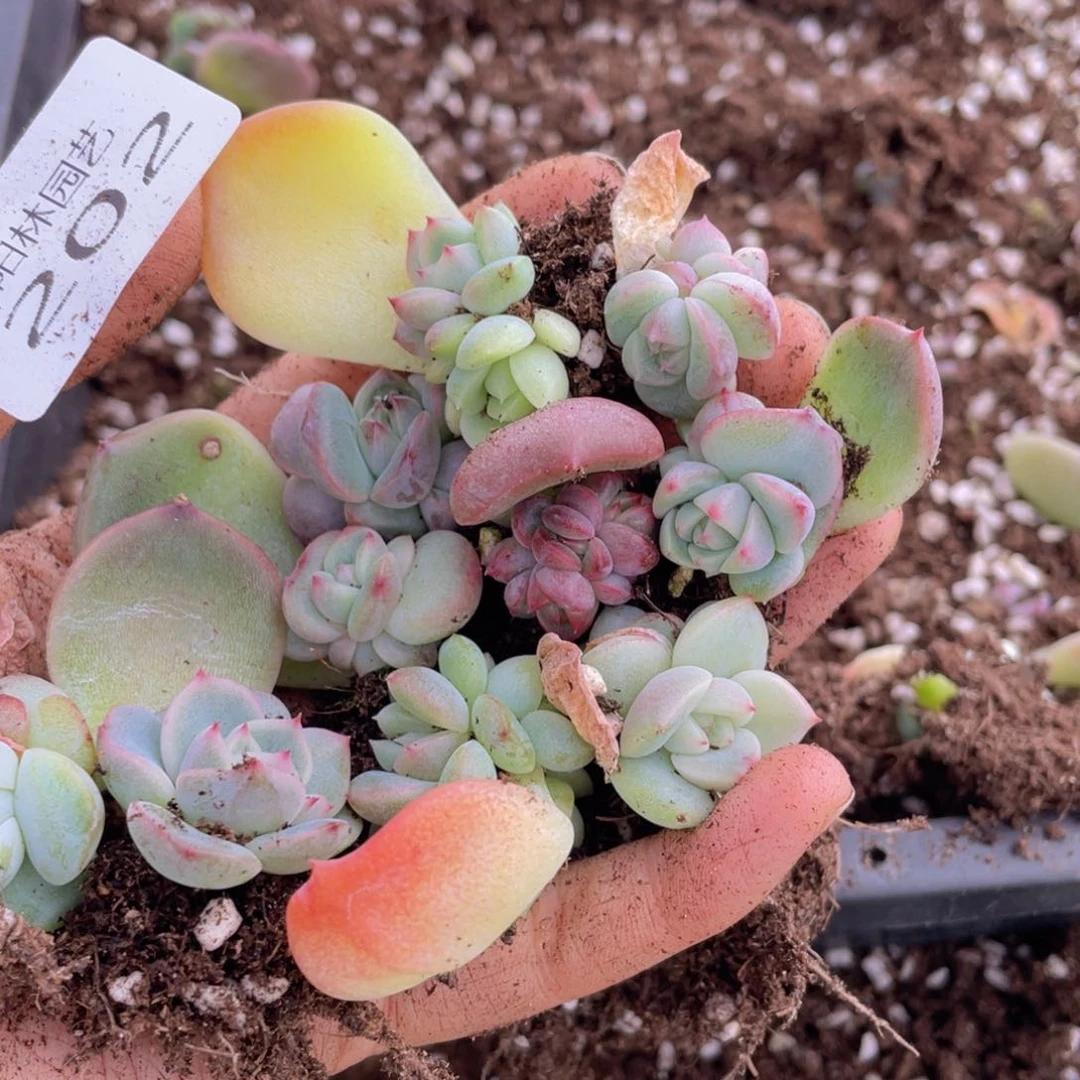 多肉植物多肉植物202