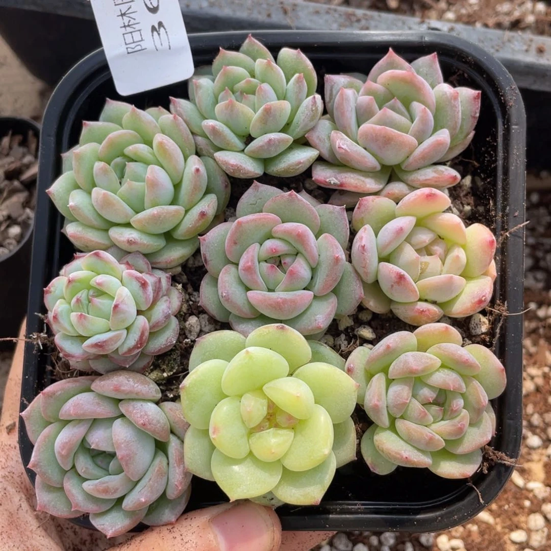 多肉植物多肉植物367