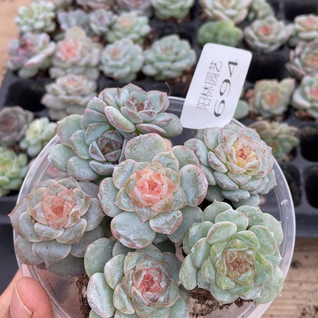 多肉植物多肉植物694
