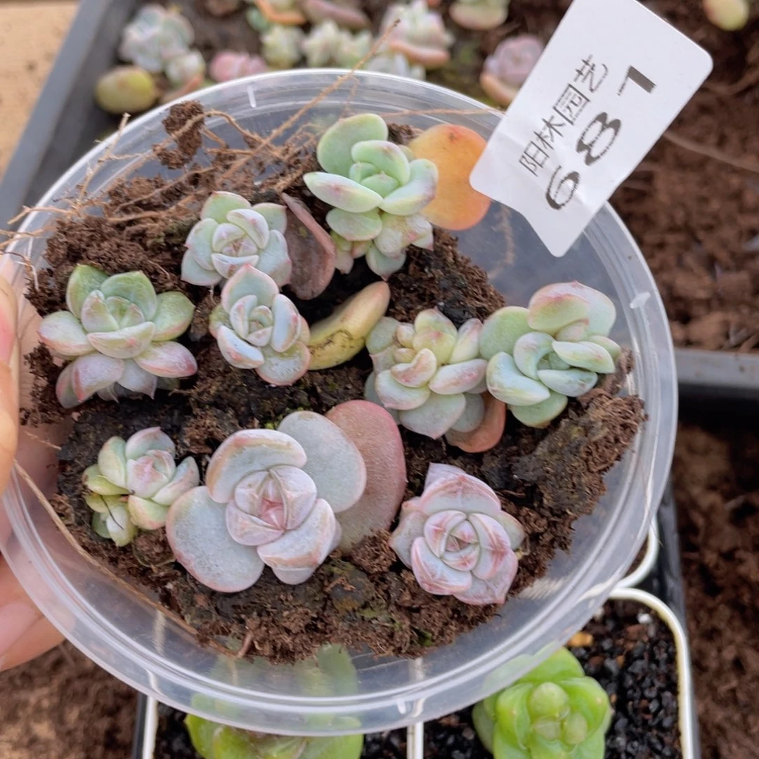 多肉植物多肉植物681