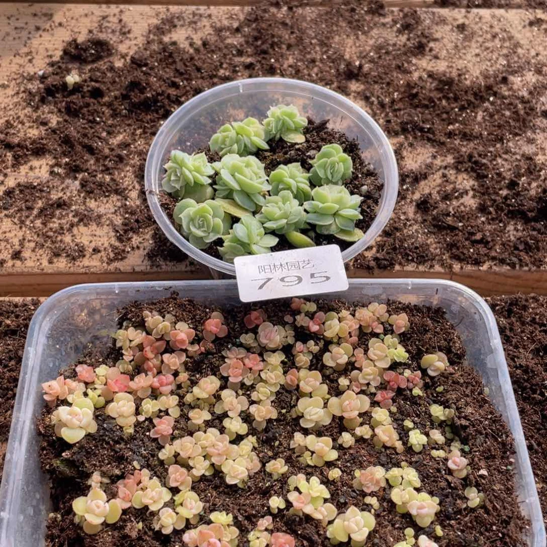 设****～多肉植物多肉植物795