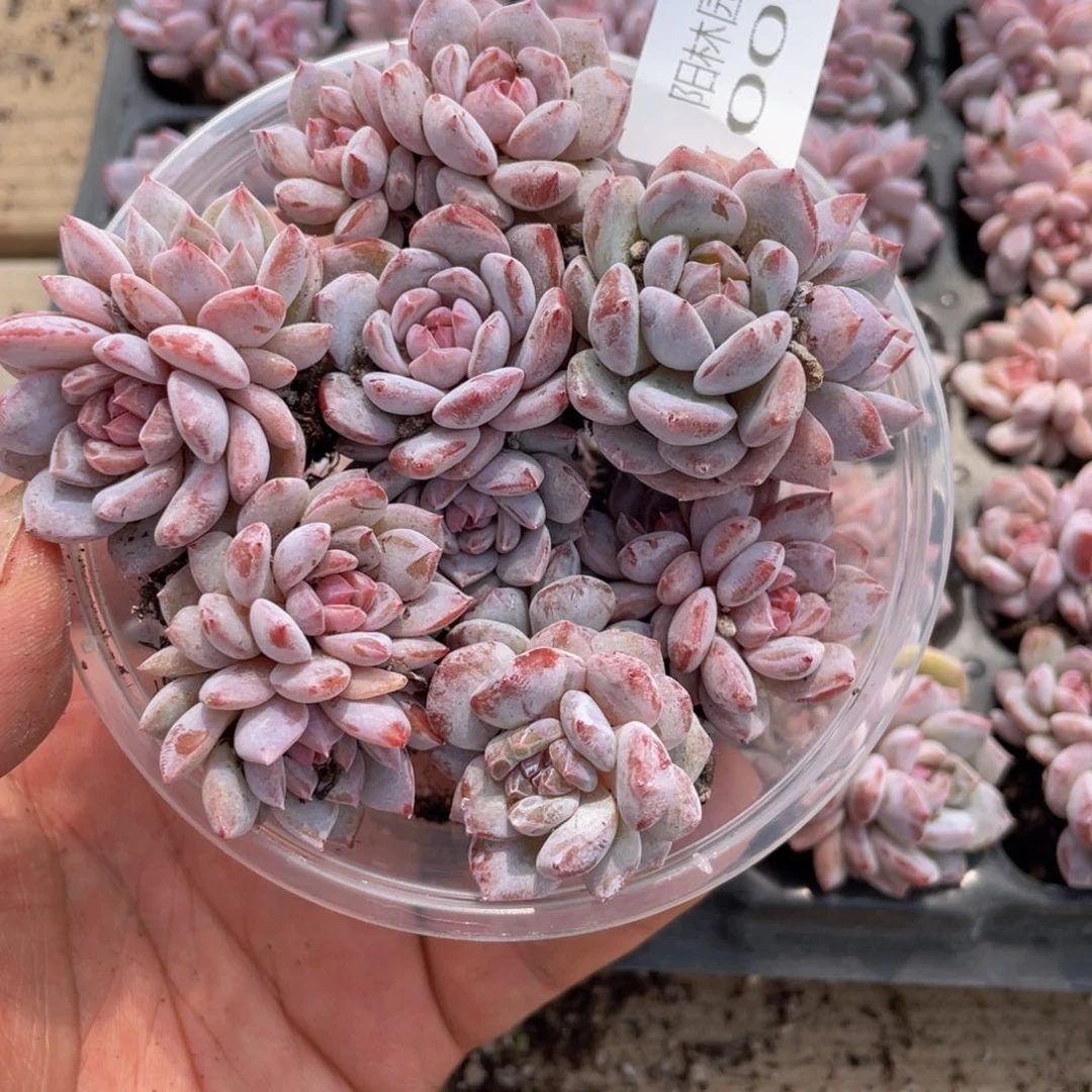 多肉植物多肉植物3