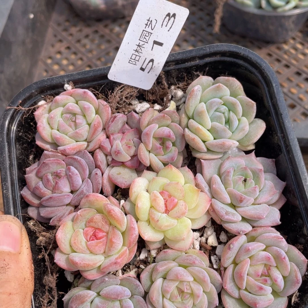 多肉植物多肉植物513