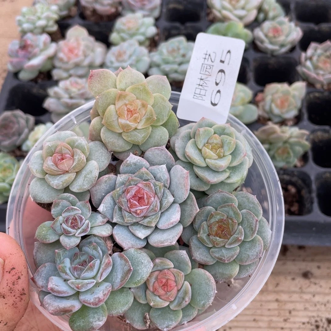 多肉植物多肉植物695