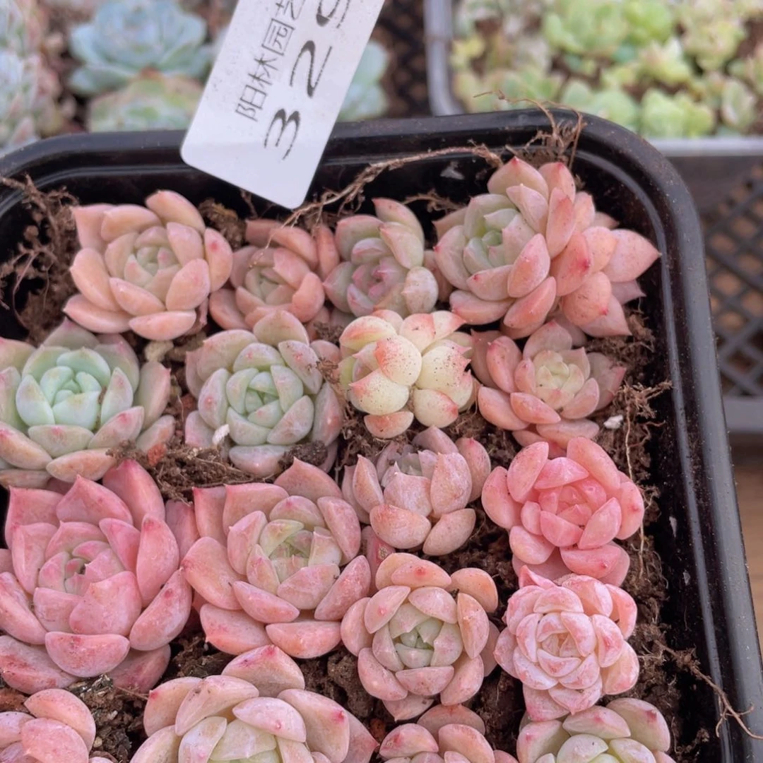 多肉植物多肉植物329