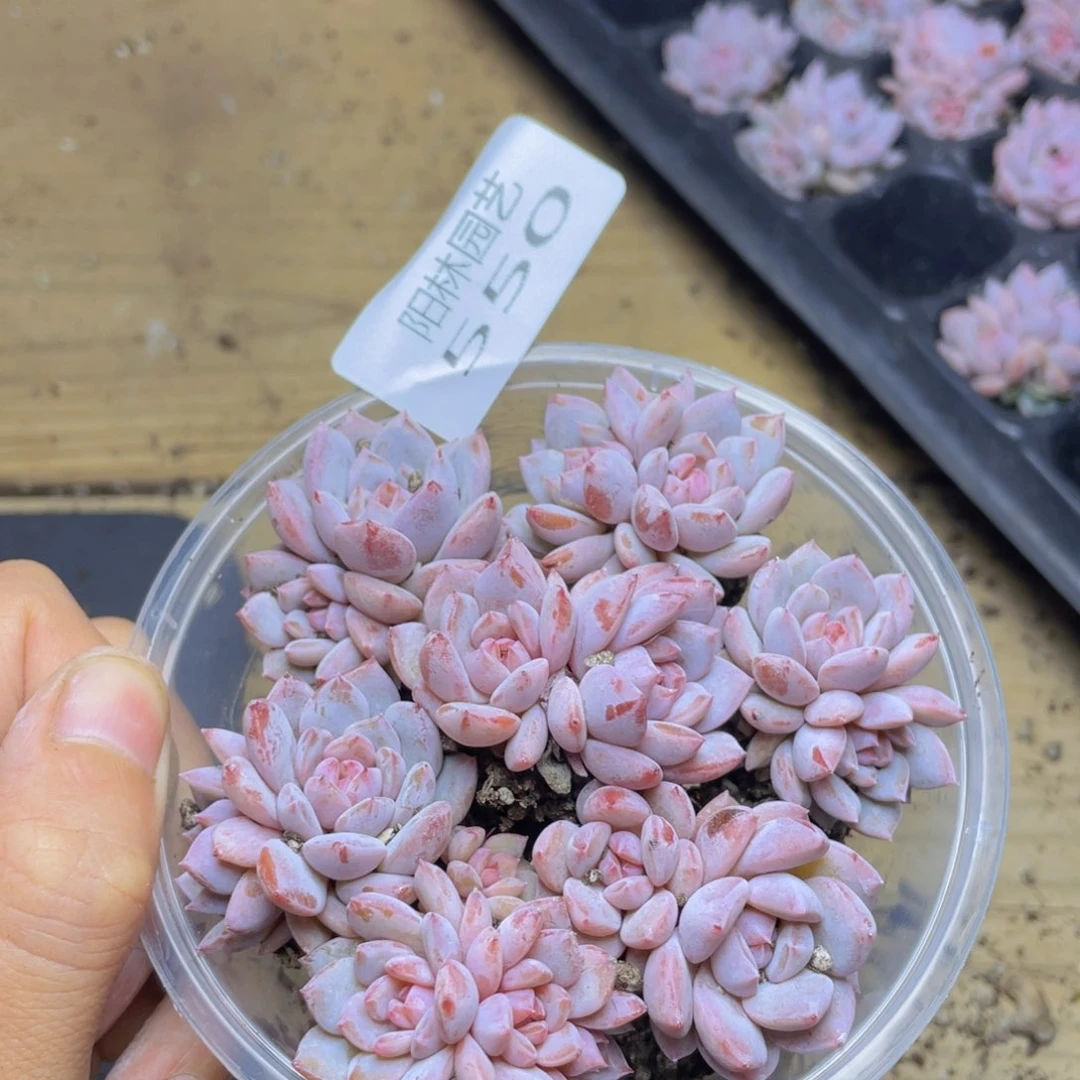 多肉植物多肉植物550
