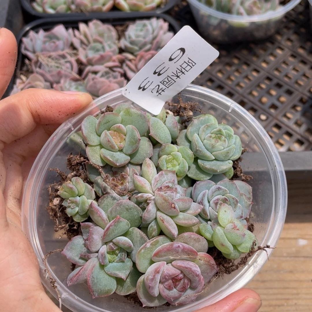 多肉植物多肉植物633