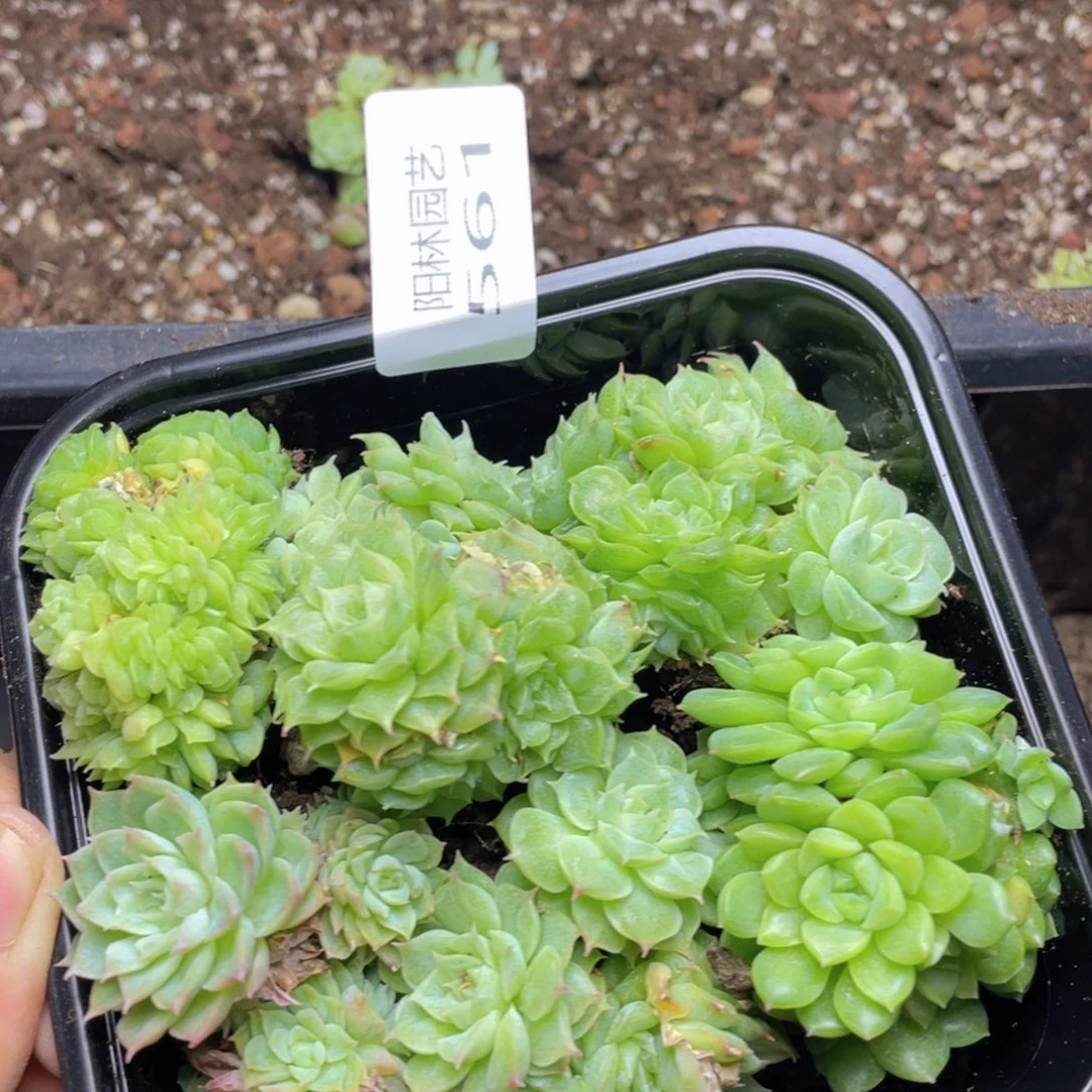 多肉植物多肉植物561