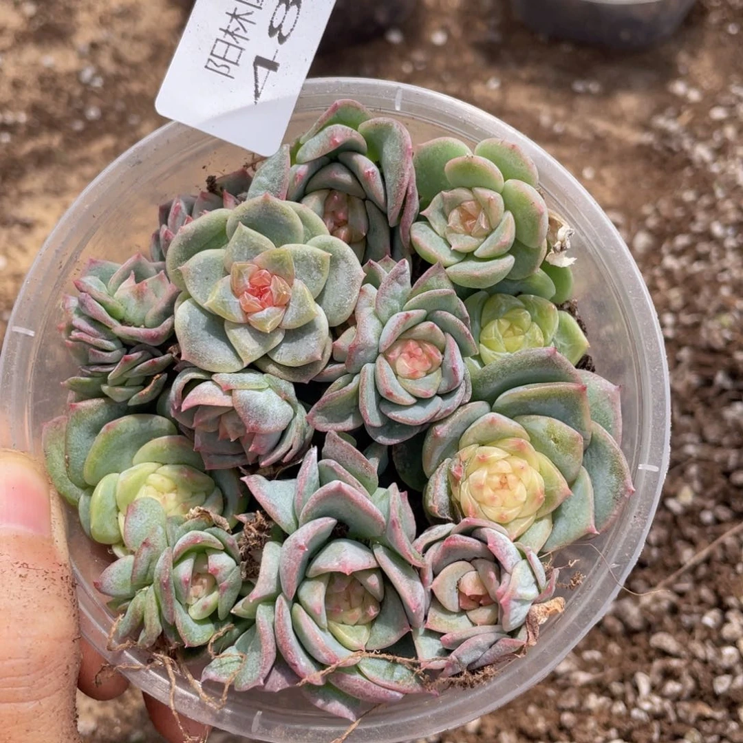 多肉植物多肉植物483