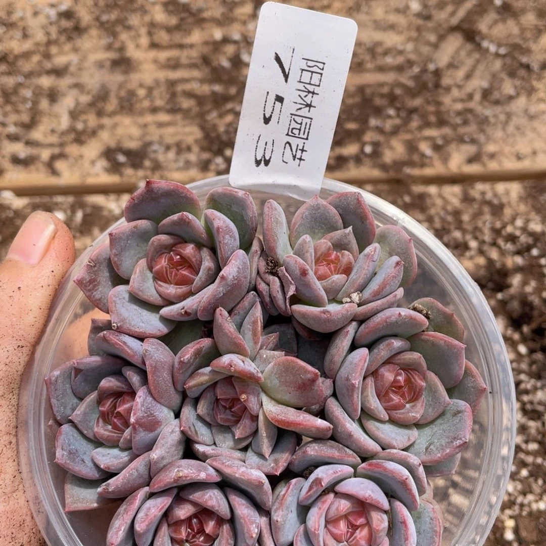 多肉植物多肉植物753