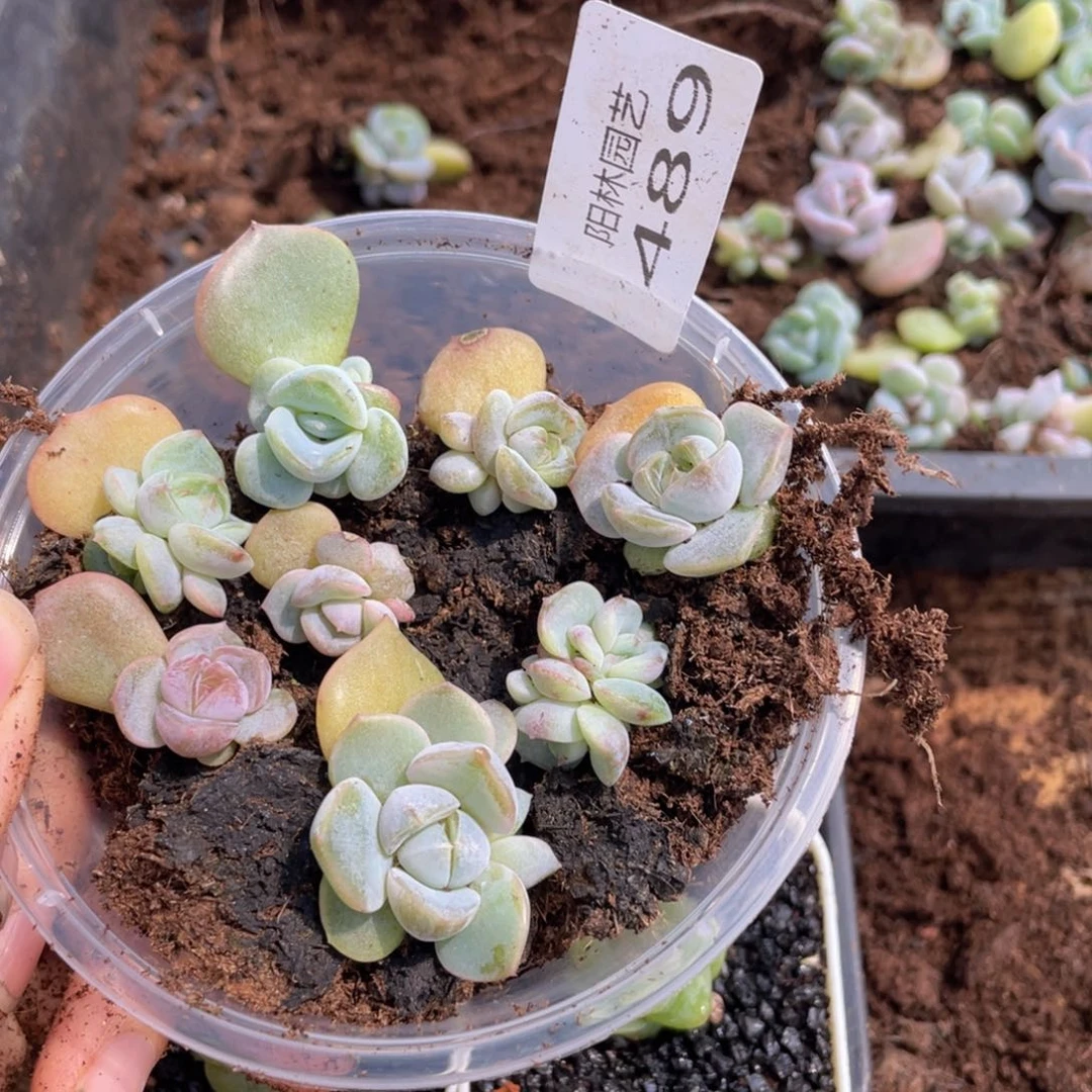 多肉植物多肉植物483