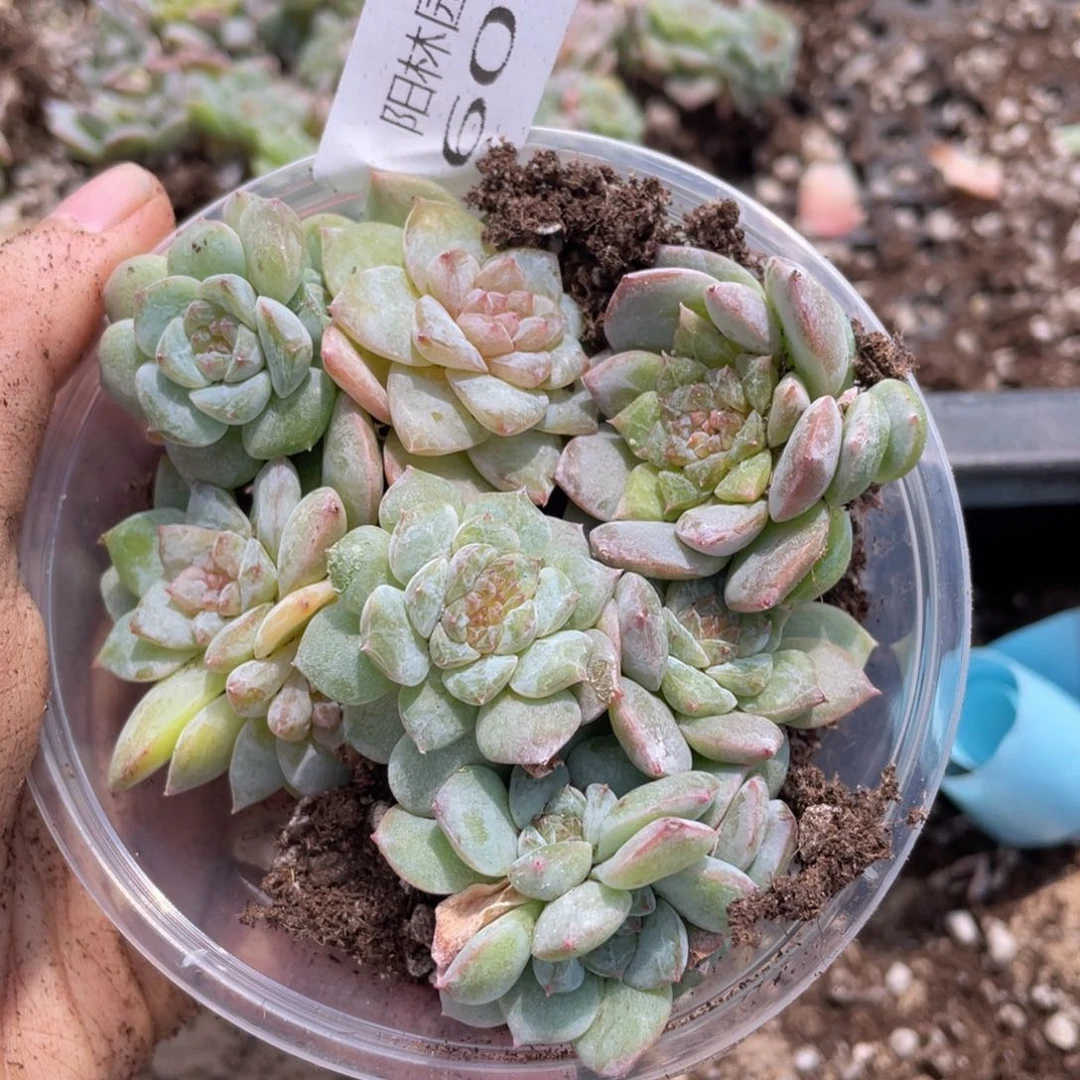 多肉植物多肉植物606