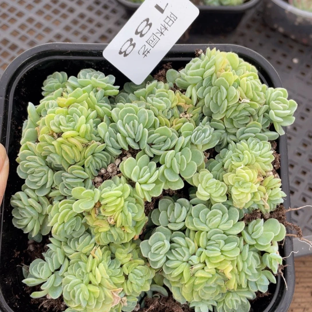 多肉植物多肉植物188