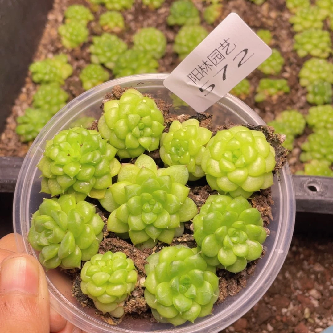 多肉植物多肉植物572