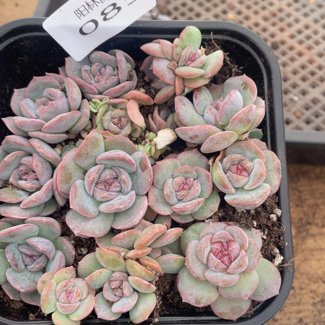 多肉植物多肉植物85